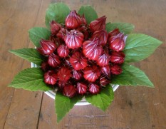 Cách ngâm hoa Atiso đỏ với đường để làm đồ uống